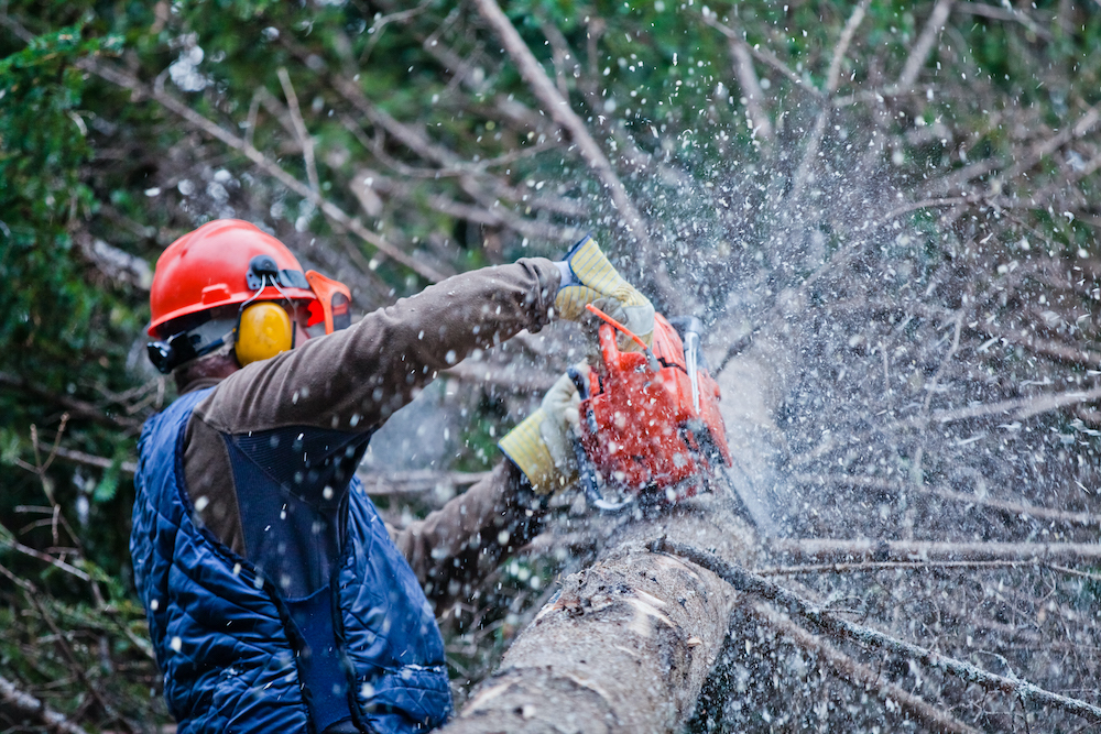 Tree Removal Mona Vale​