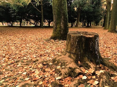 tree stump removal (1)