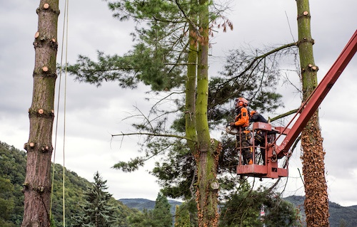 Wetherill Park tree removal
