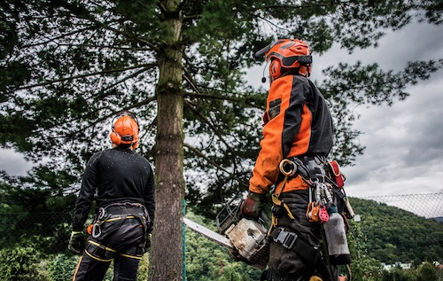 tree removal wetherill park