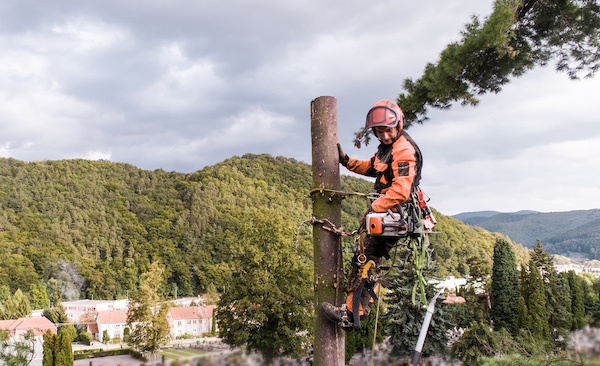tree removal blacktown