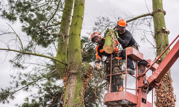 {location} tree loppers