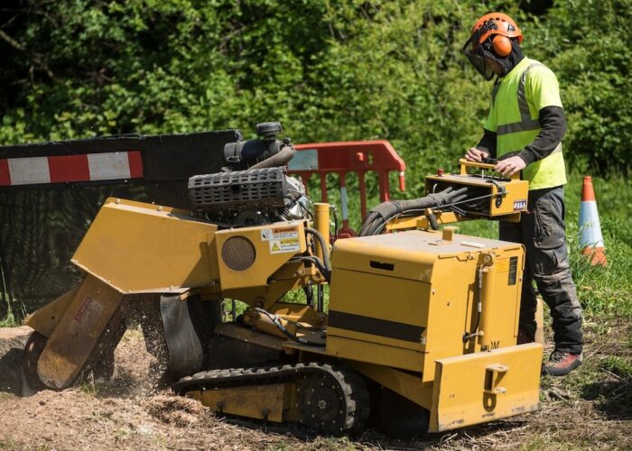 services stump grinding (1)