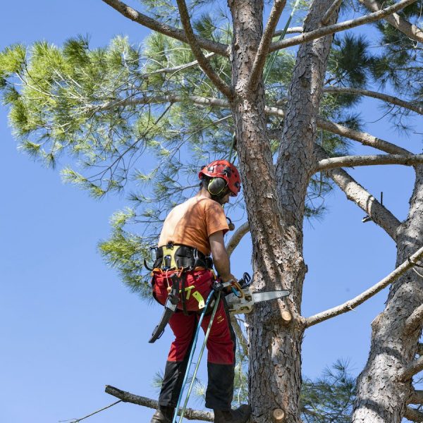 tree removal southerland shire