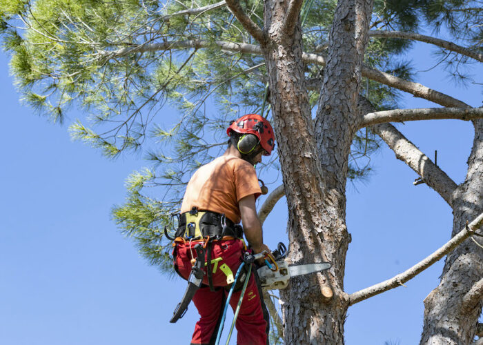 pruning a tree