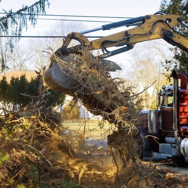 sydney tree solutions